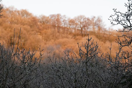 Hoar frost beauty