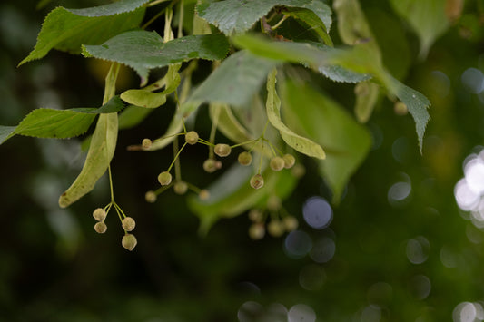 Lime tree seeds - photo by Hannah Nunn