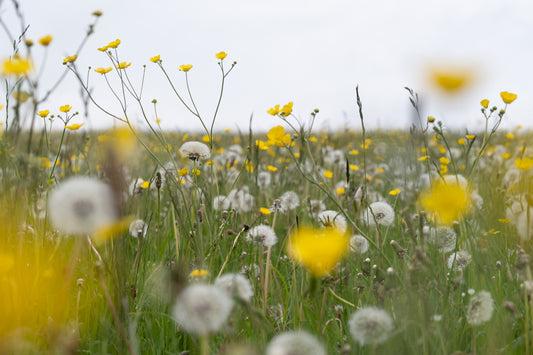 buttercup and dandelion meadow below Old Town in Hebden Bridge