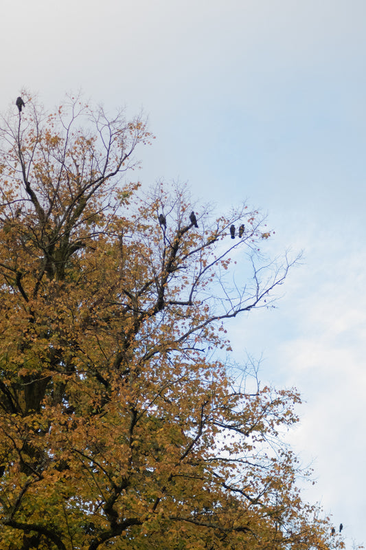 The jackdaws of halloween