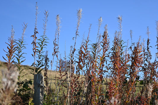 rosebay willowherb in its autumn colour