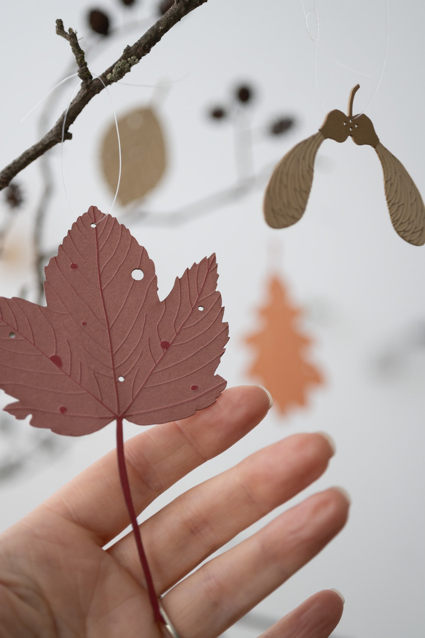 A single sycamore leaf