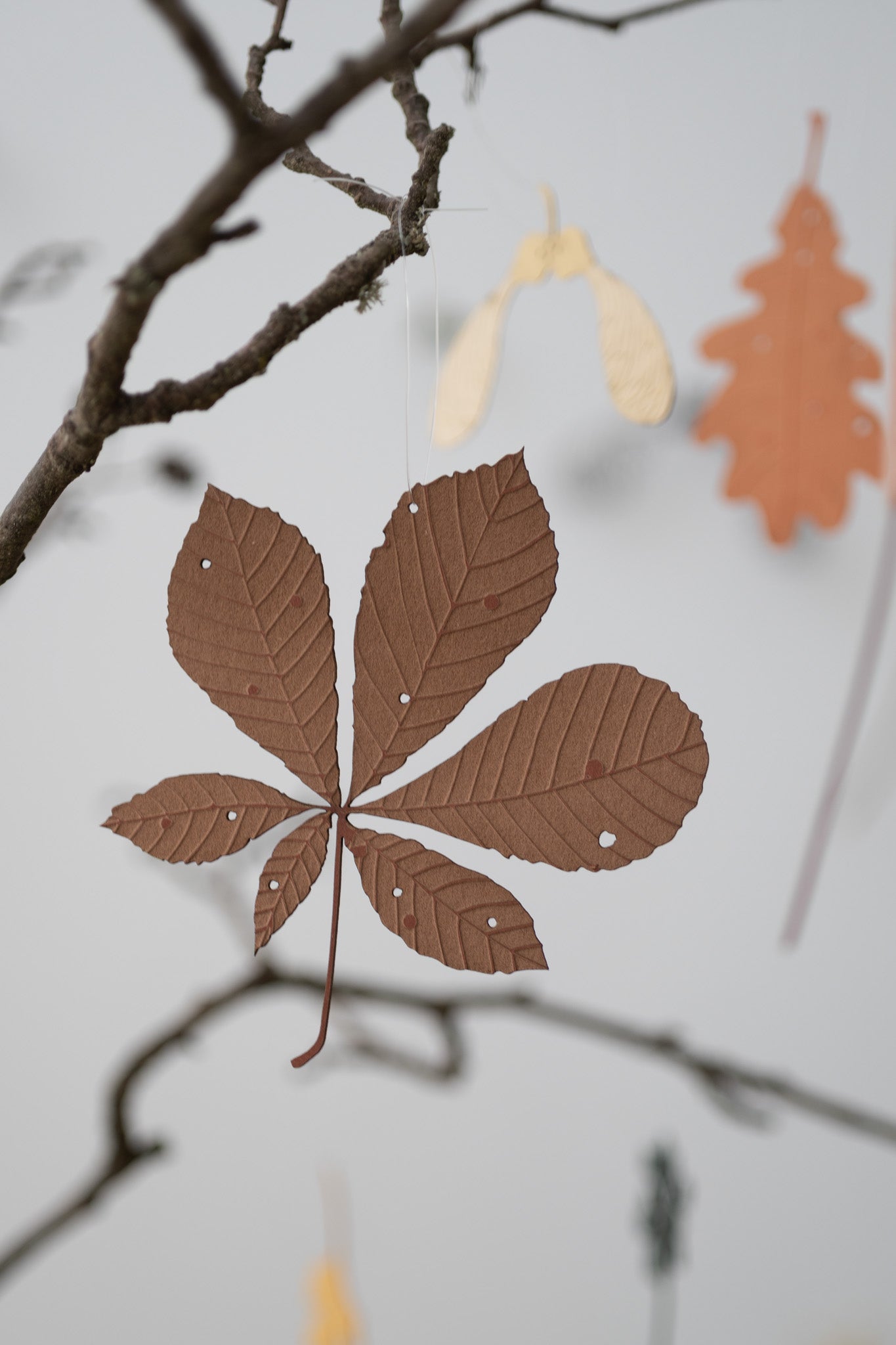 A single horse chestnut leaf