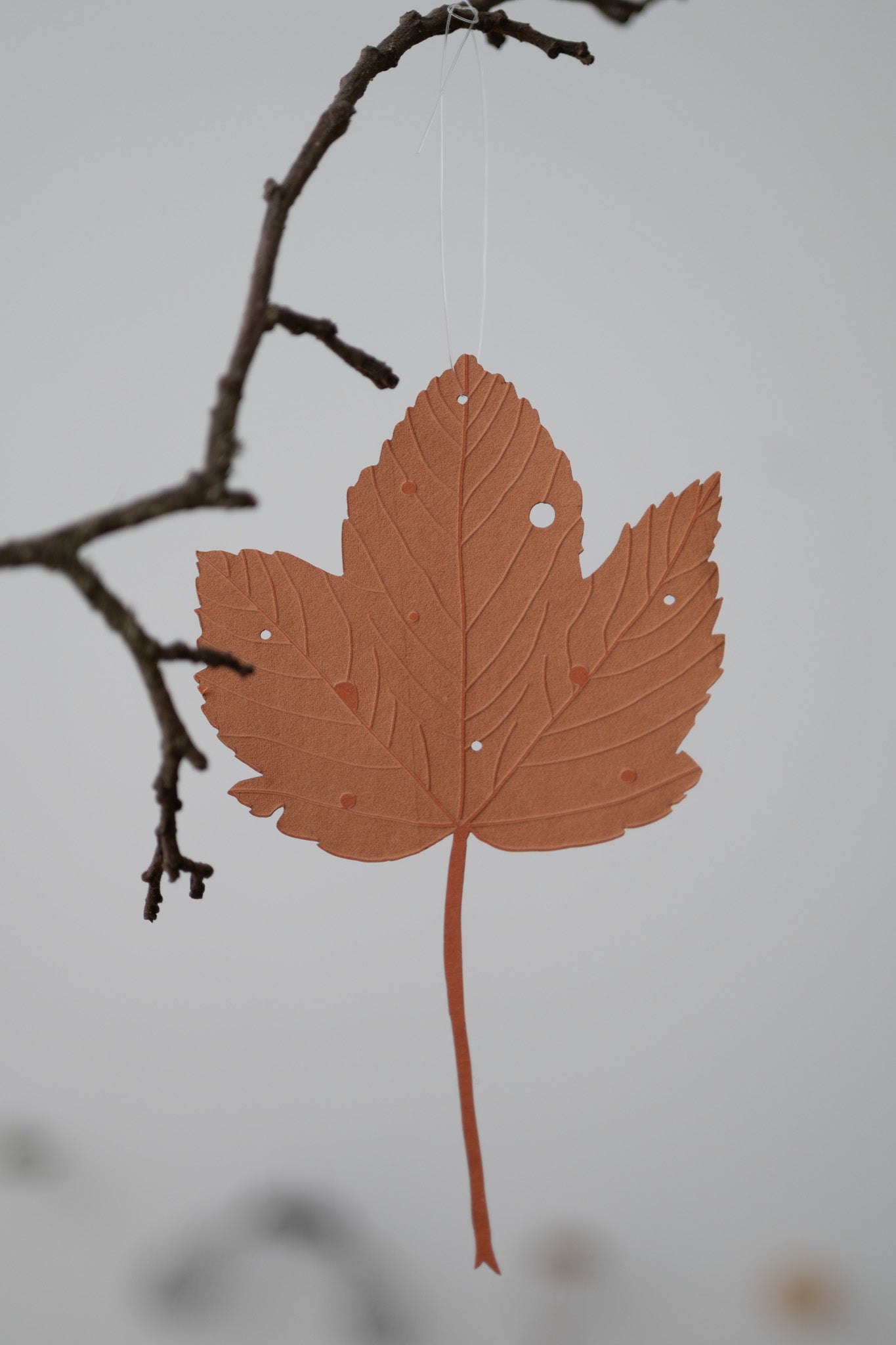 A single sycamore leaf