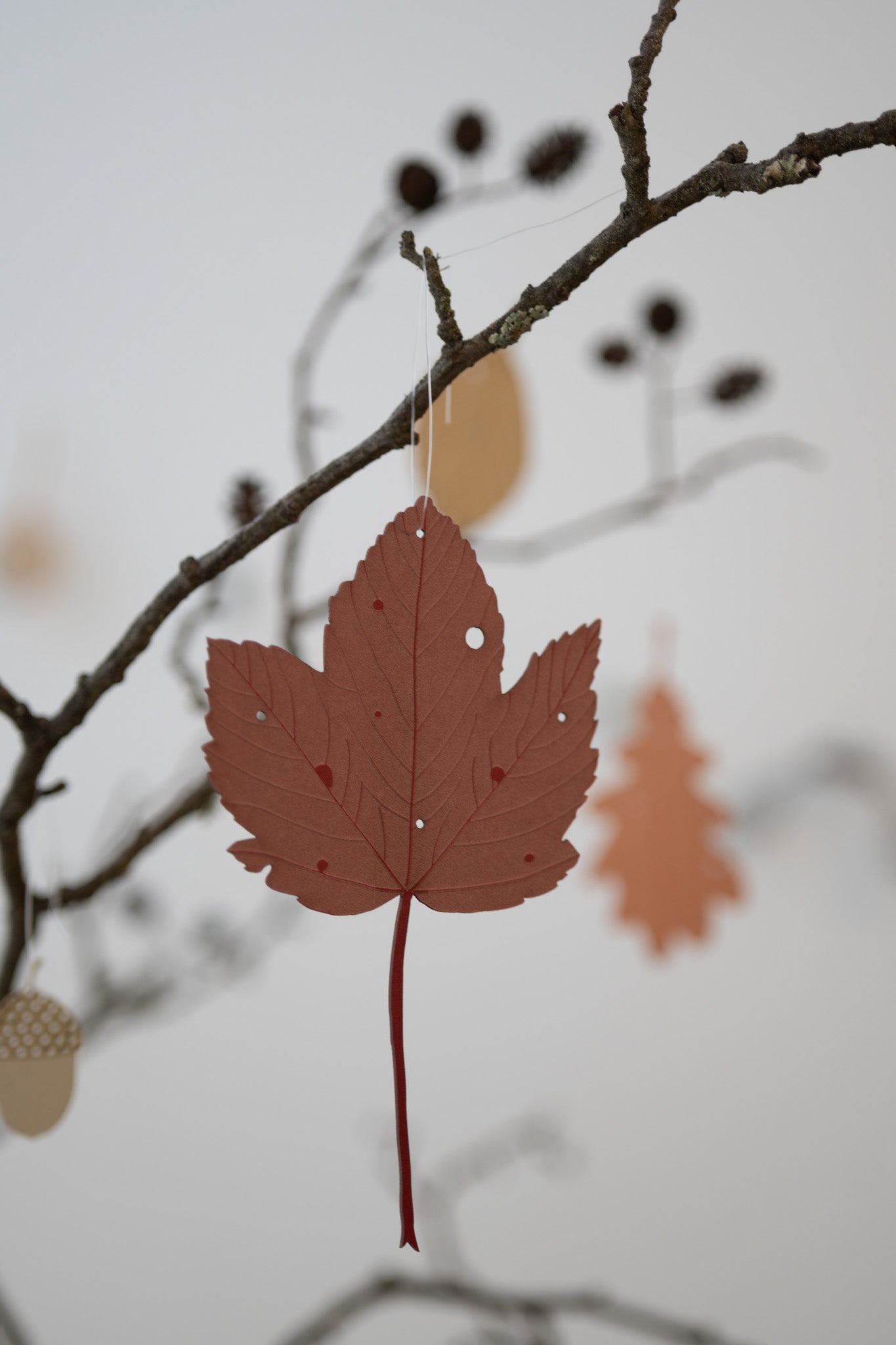 A small set of autumn leaves