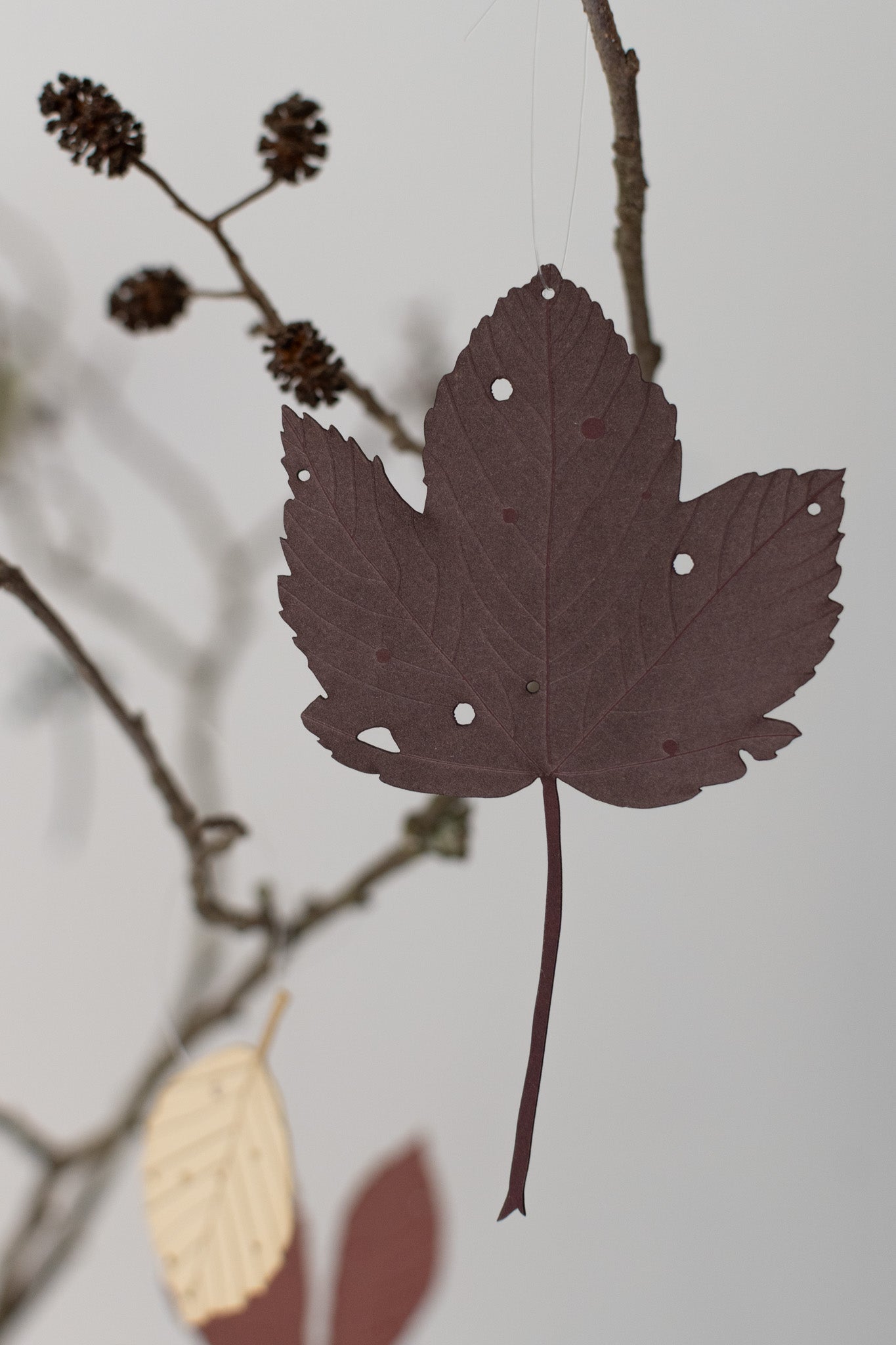 A single sycamore leaf