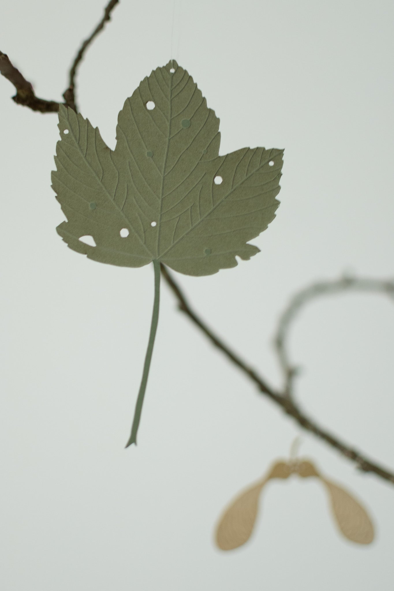 A single sycamore leaf