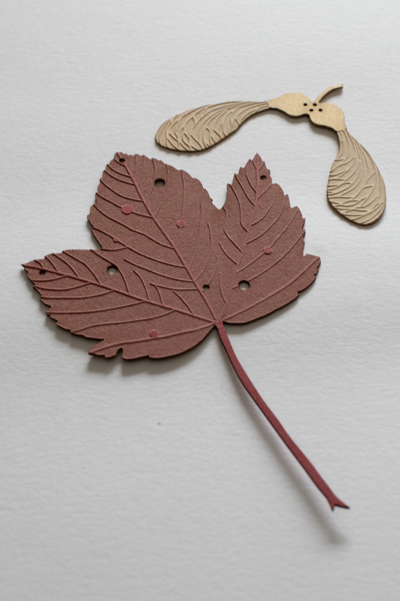 A single sycamore leaf