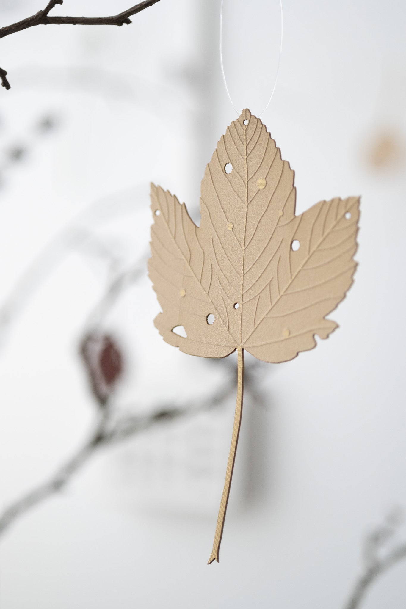 A single sycamore leaf