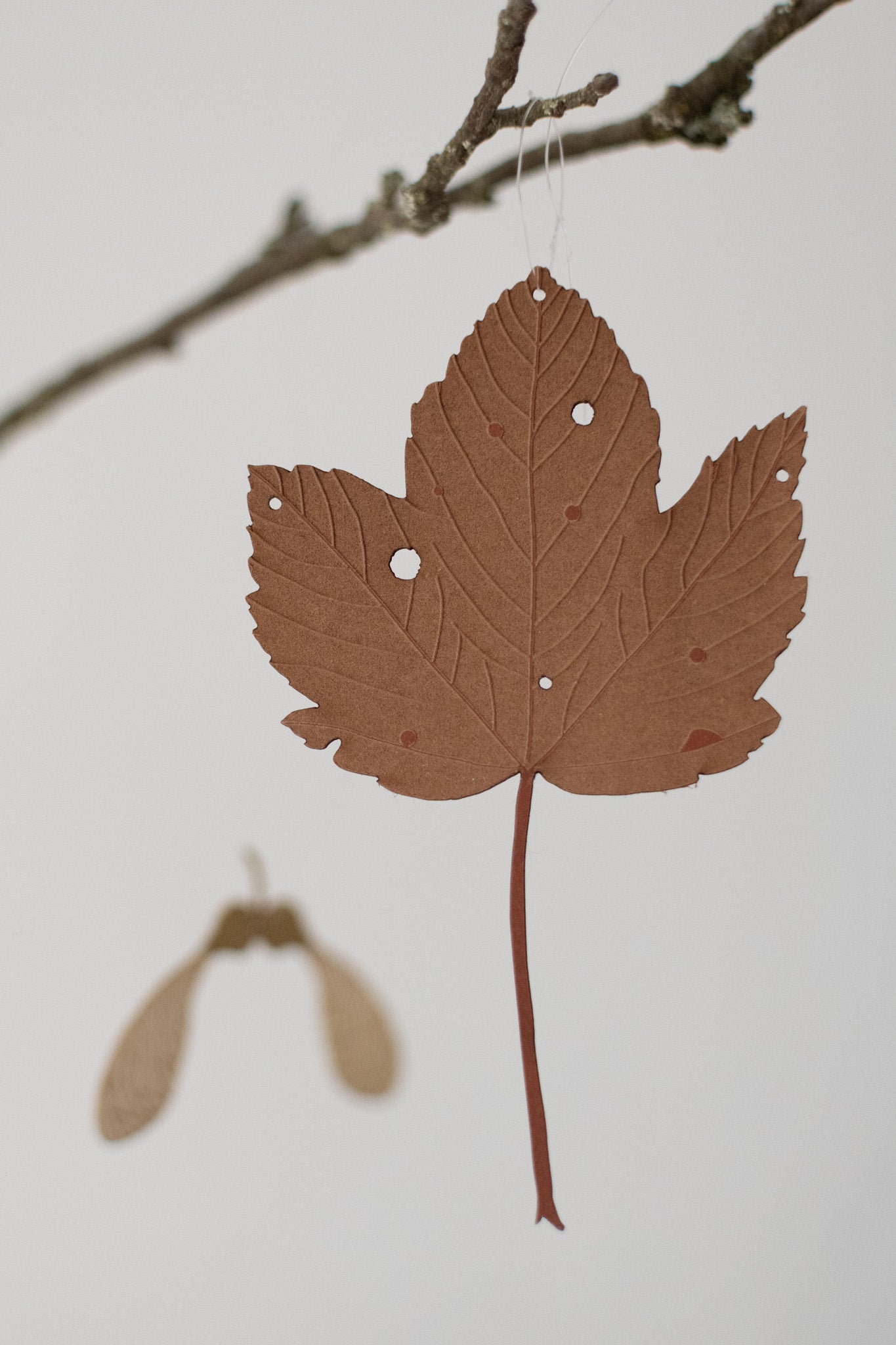 A single sycamore leaf