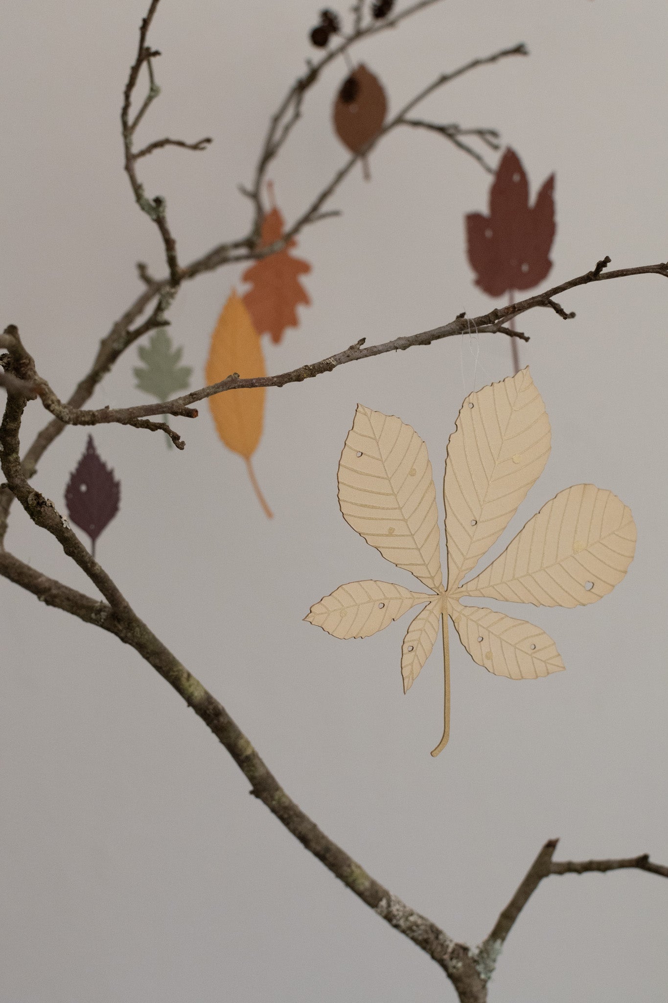 A small set of autumn leaves