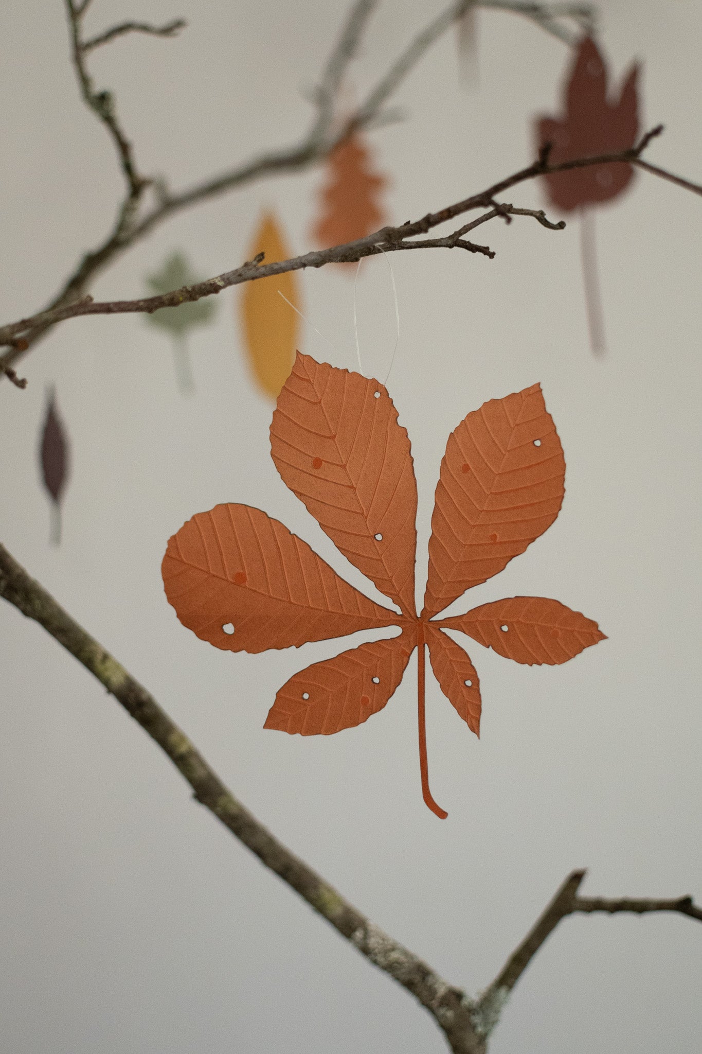 A single horse chestnut leaf