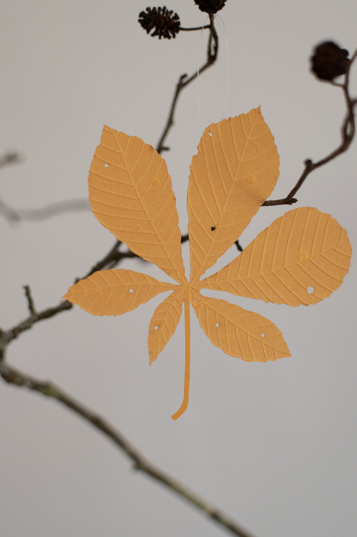 A single horse chestnut leaf