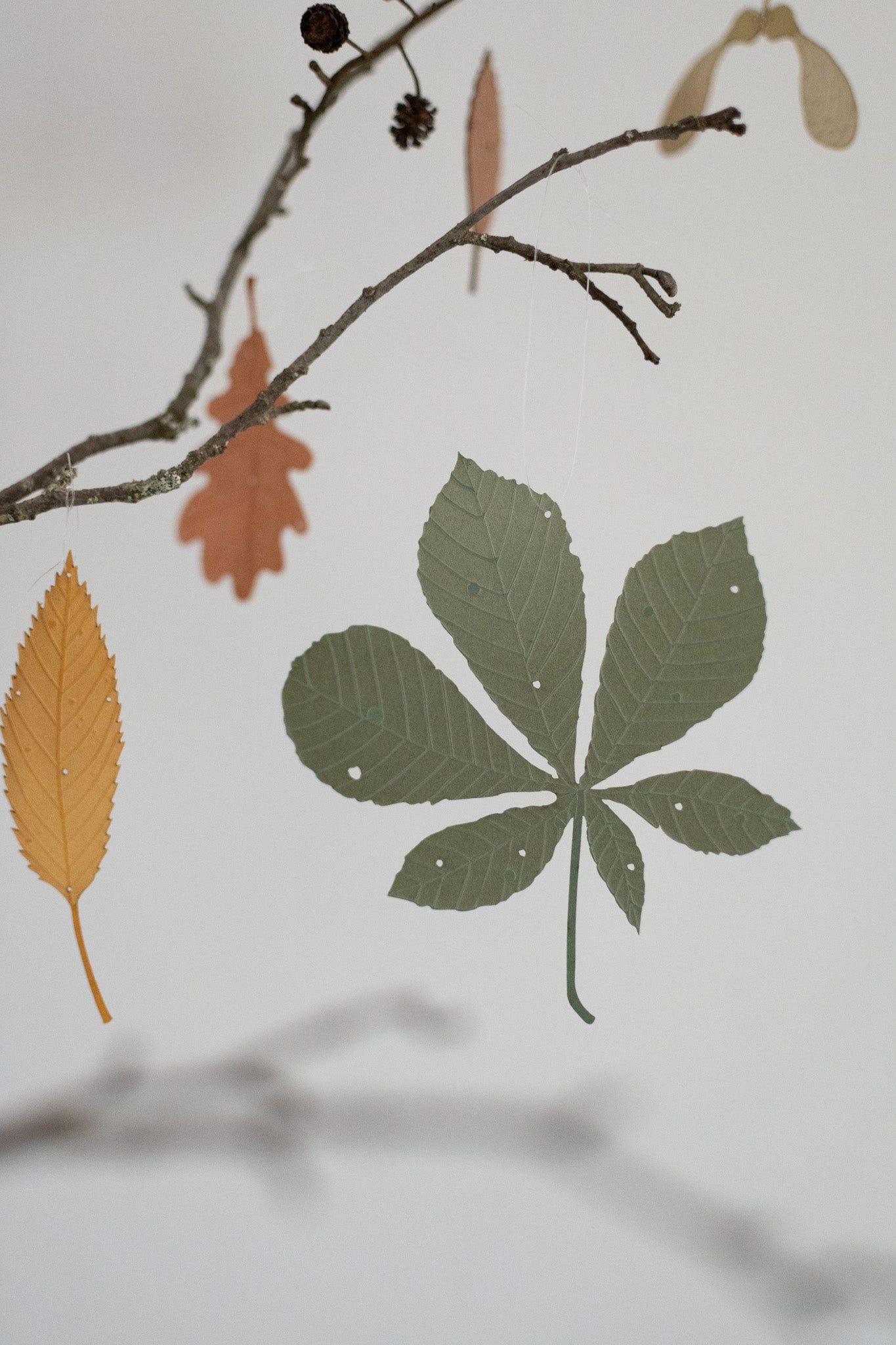 A single horse chestnut leaf