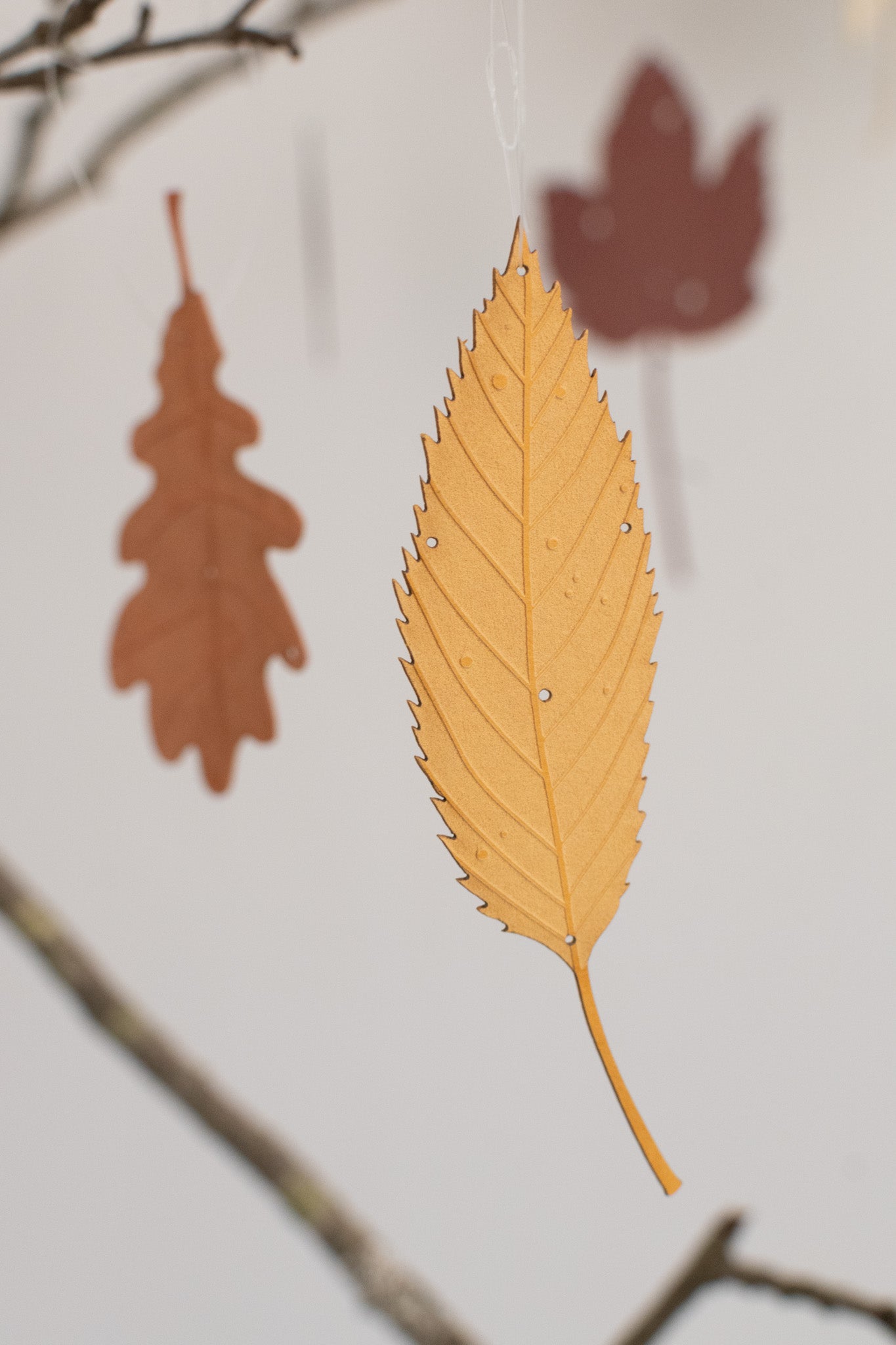 A small set of autumn leaves