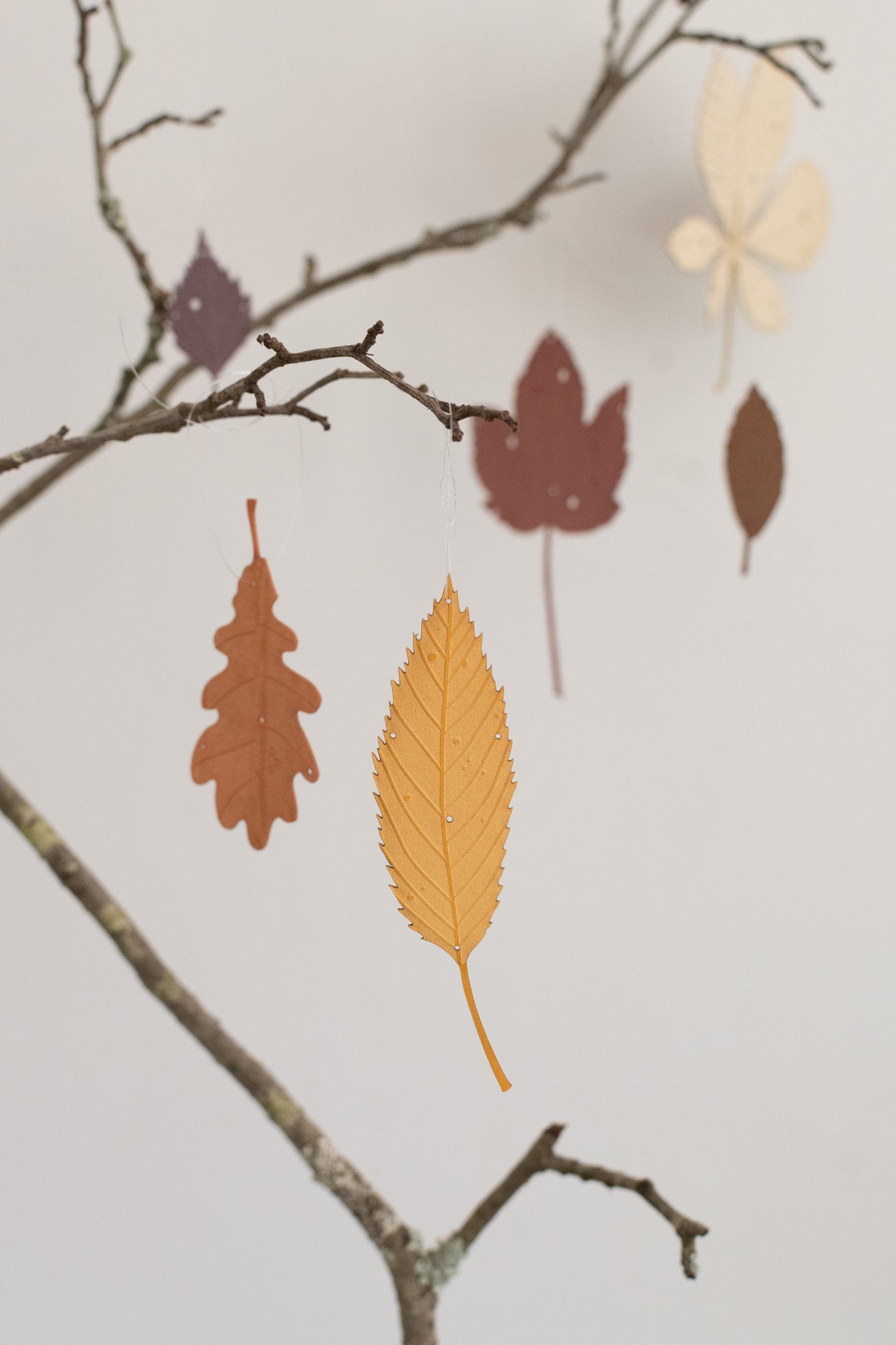 A small set of autumn leaves