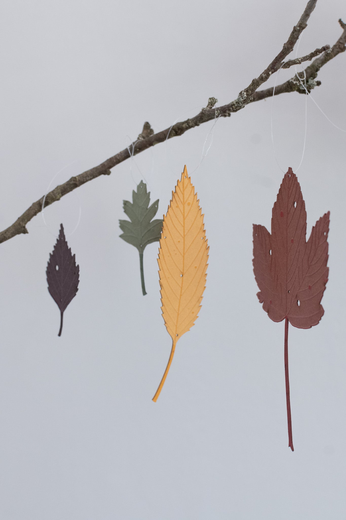 A small set of autumn leaves